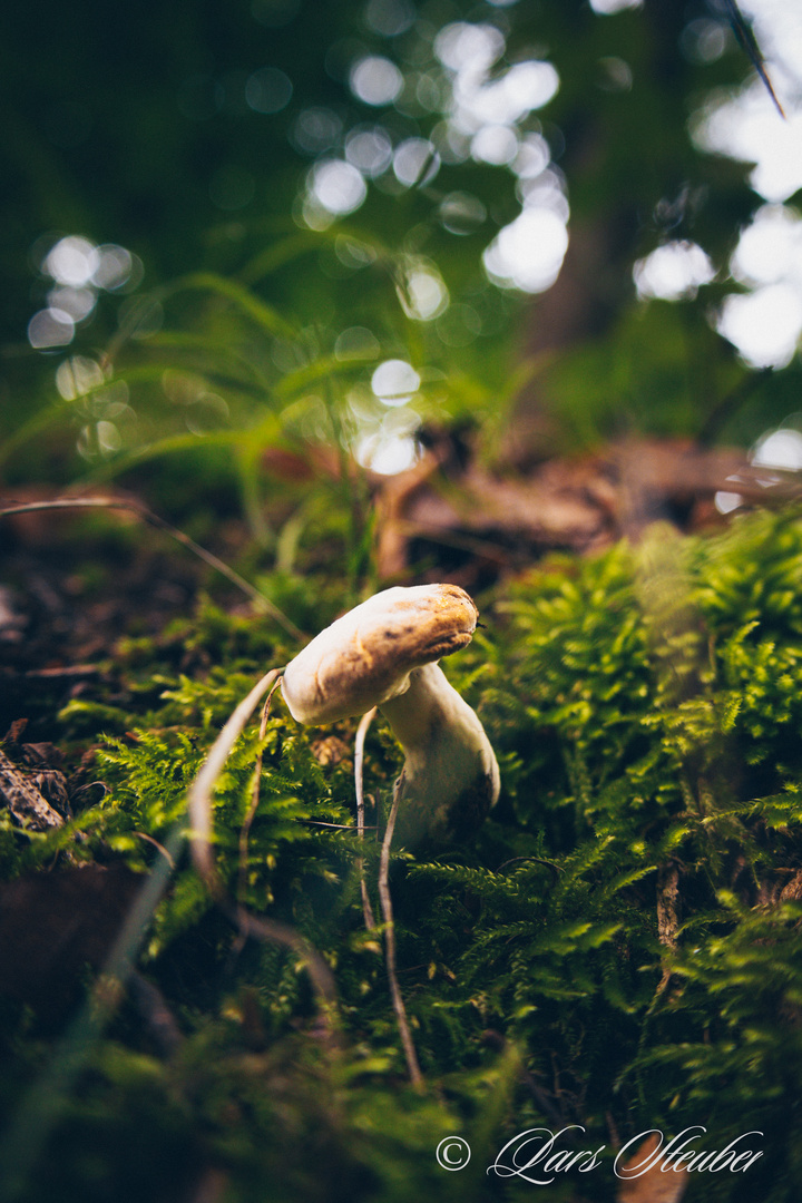 Ein Pilz im wald 