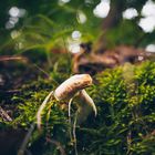 Ein Pilz im wald 