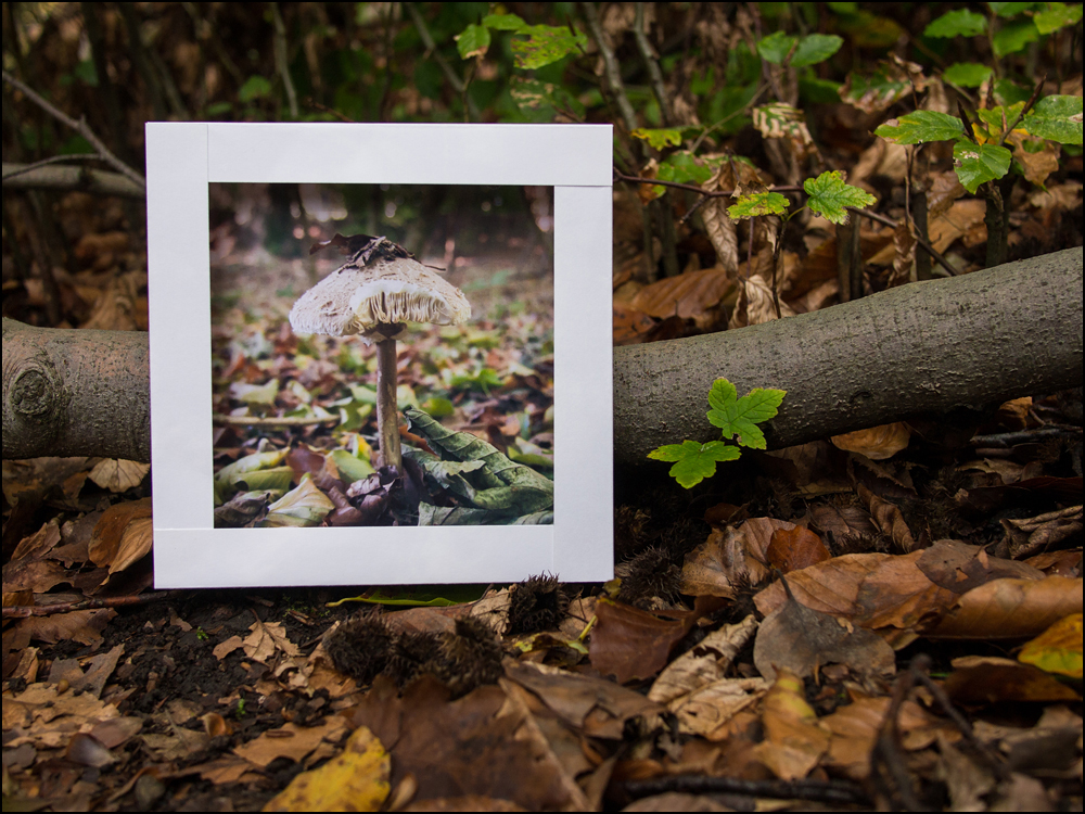 Ein Pilz im Wald