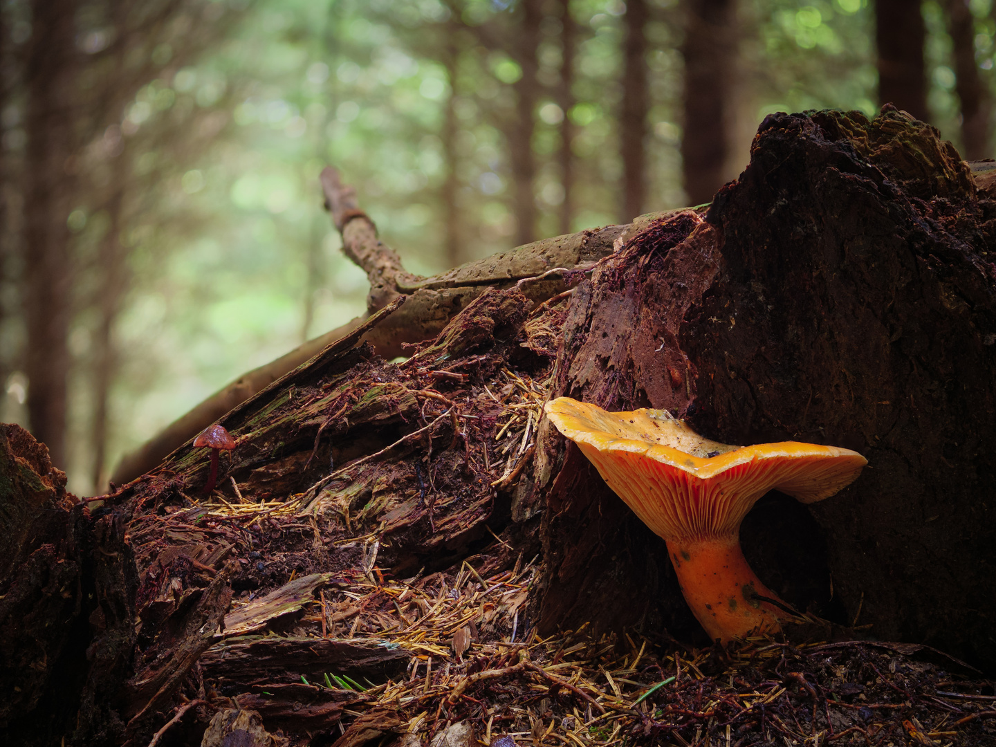 Ein Pilz im Wald