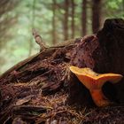 Ein Pilz im Wald