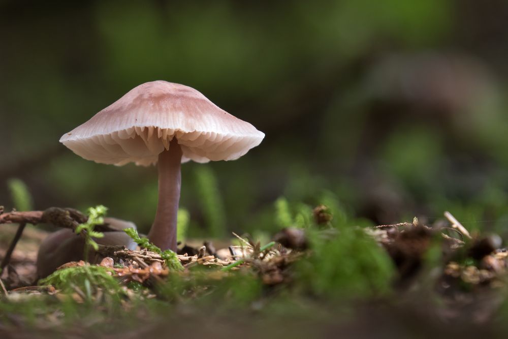 Ein Pilz im Wald