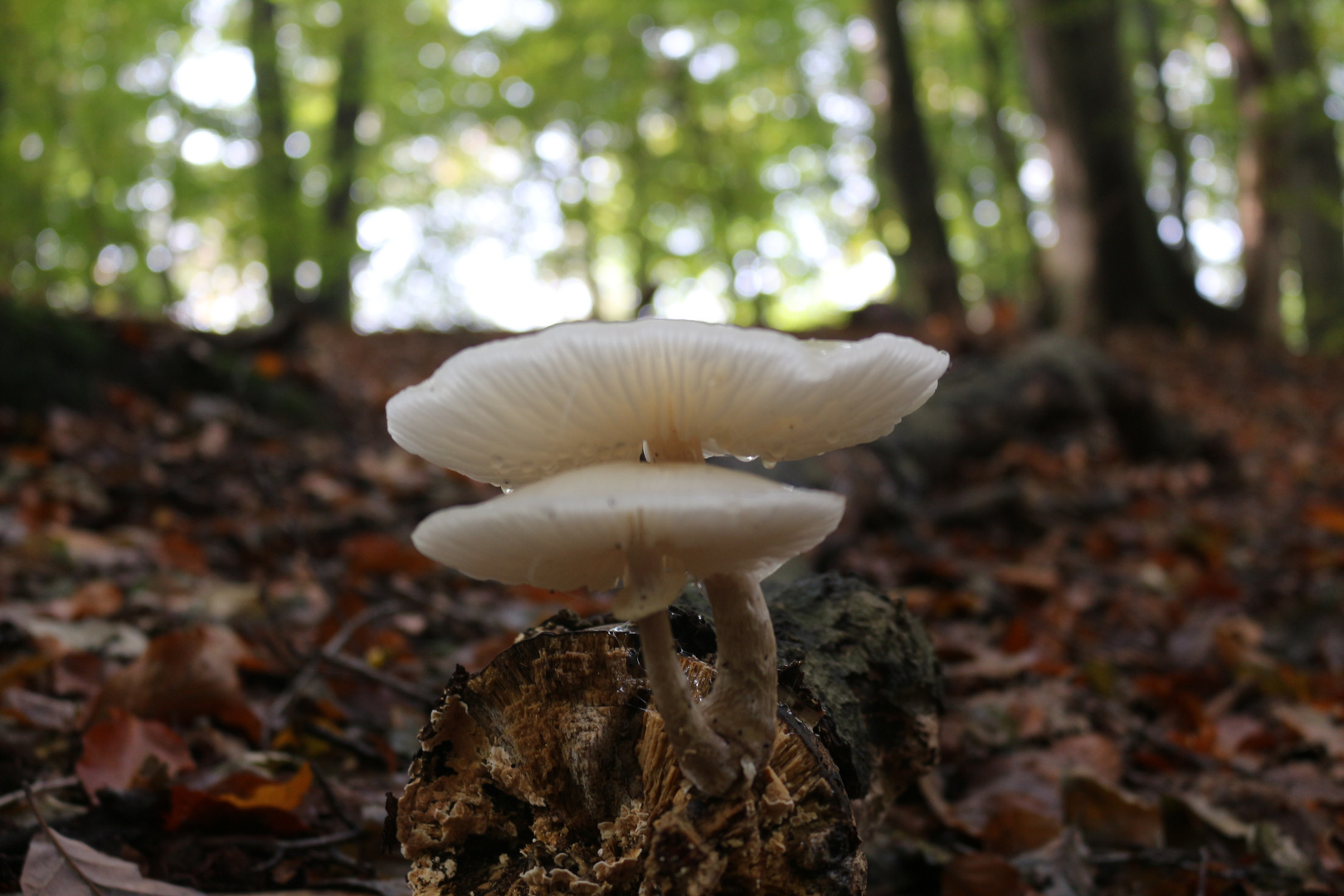 Ein Pilz im Wald