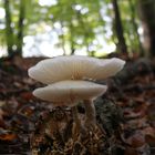 Ein Pilz im Wald