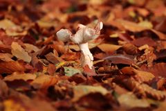Ein Pilz im Walde
