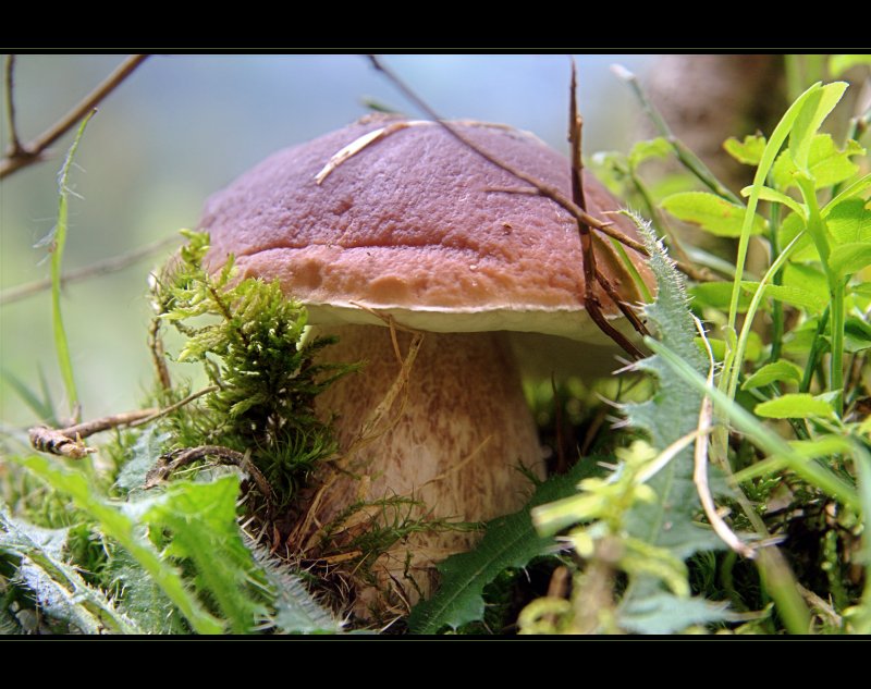 Ein Pilz in Hinterglemm