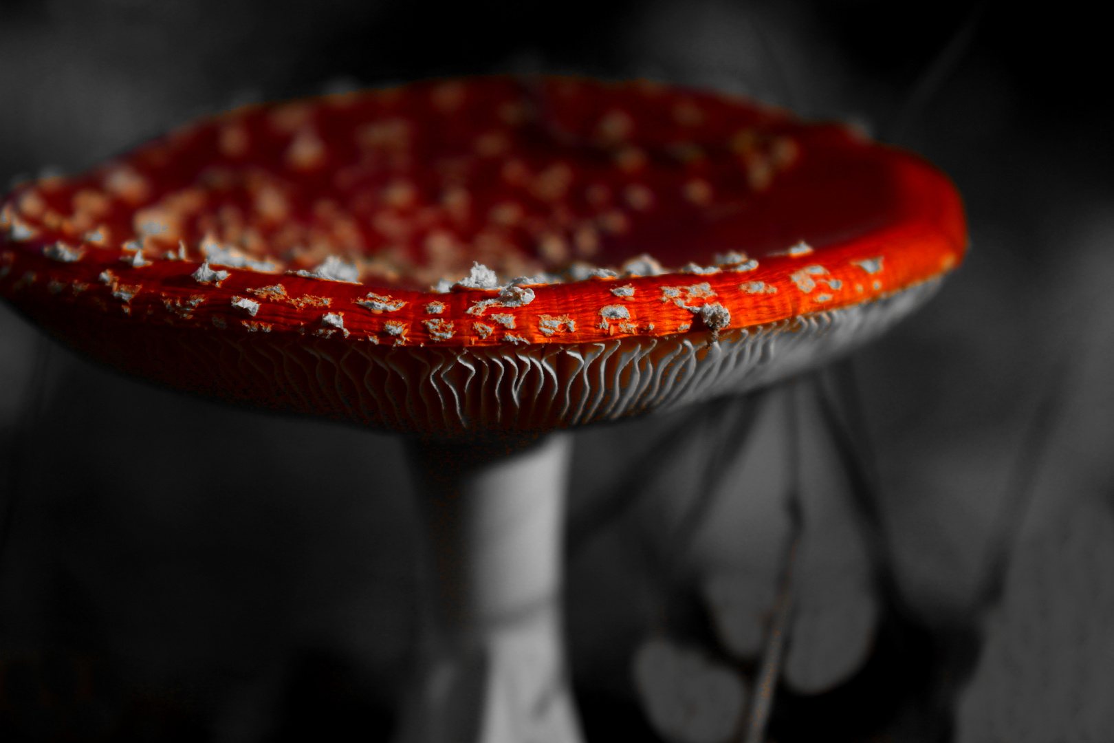 Ein Pilz in Rot