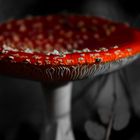 Ein Pilz in Rot