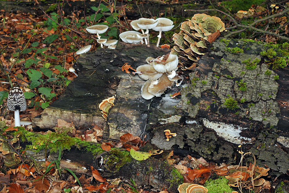 Ein Pilz - Kessel Buntes