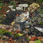 Ein Pilz - Kessel Buntes