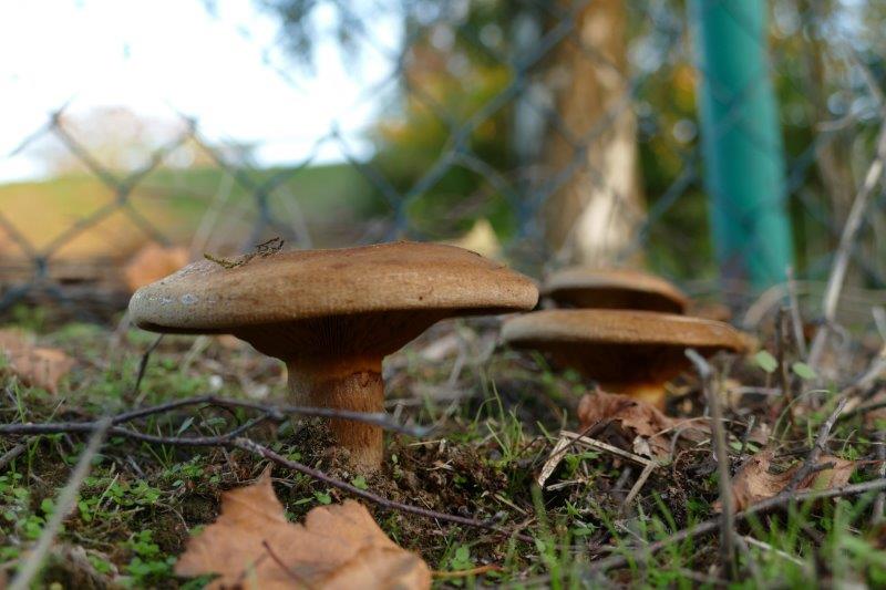 Ein Pilz kommt selten allein