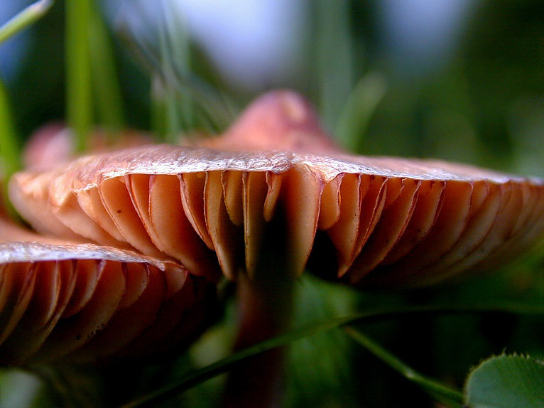 Ein Pilz mit einem spitzen Käppchen