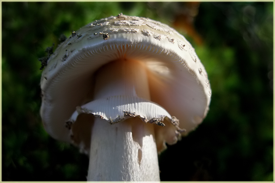 Ein Pilz mit Röckchen