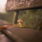 Ein Pilz ruht sich aus