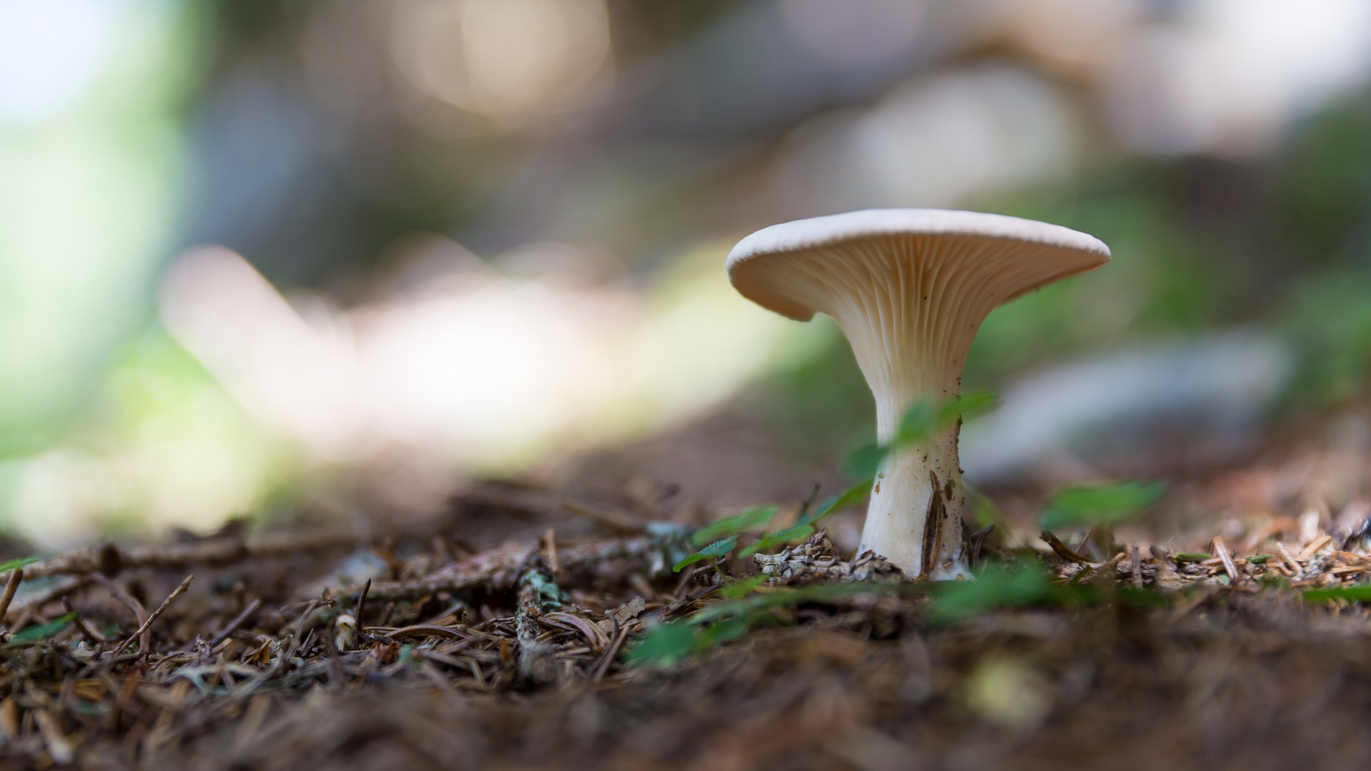 ein Pilz steht allein im Wald