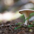 ein Pilz steht allein im Wald