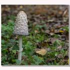 Ein Pilz steht im Walde, ganz still und stumm