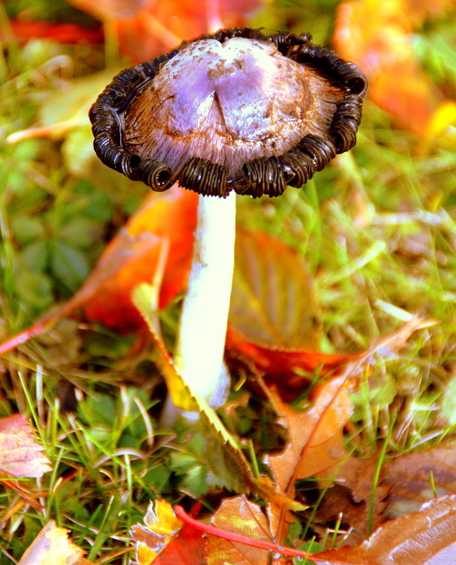 Ein Pilz trägt Locken