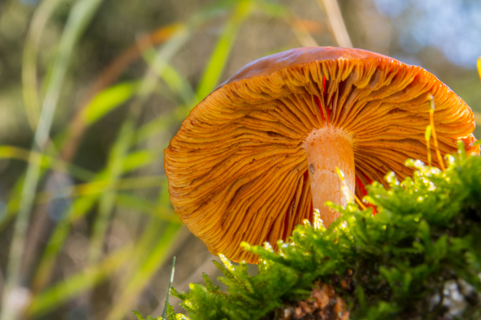 Ein Pilz von unten im Herbst