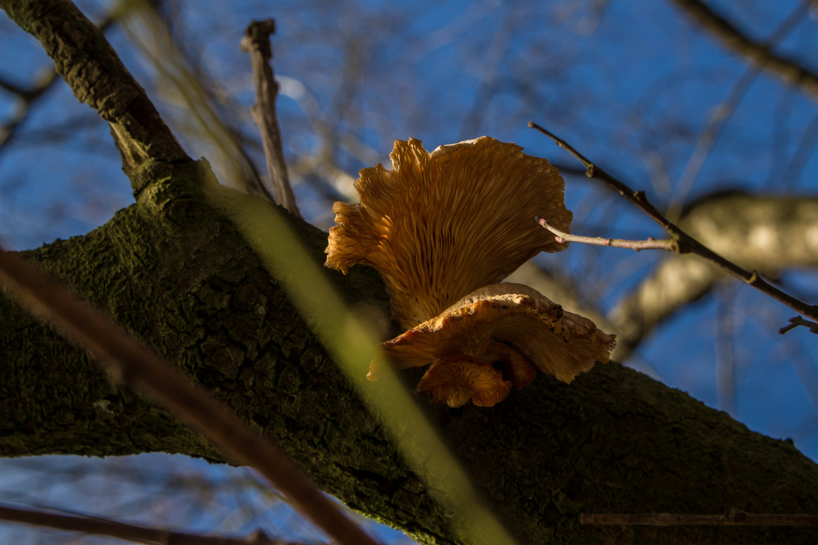 Ein Pilz will hoch hinaus