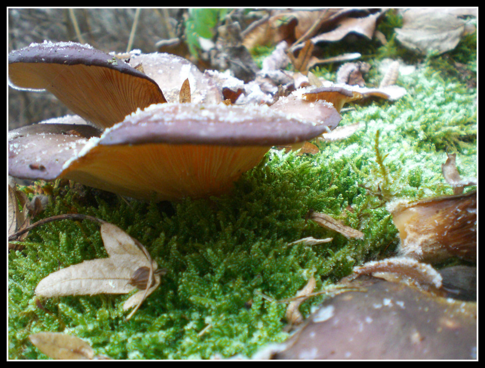 ein Pilz,bitte!