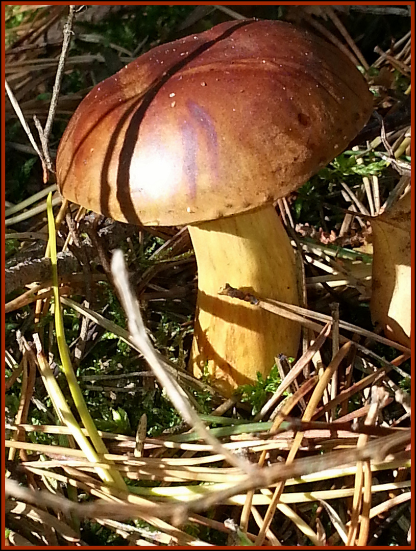 Ein Pilzchen steht im Walde....