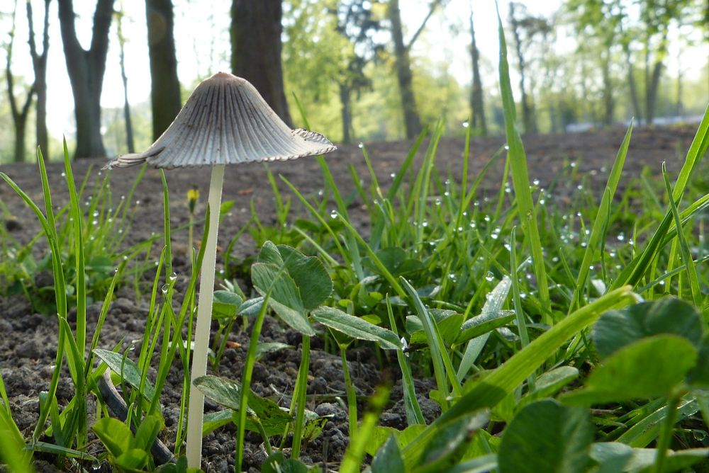 Ein Pilzlein im Park