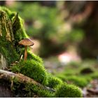 _Ein Pilzlein im Walde_