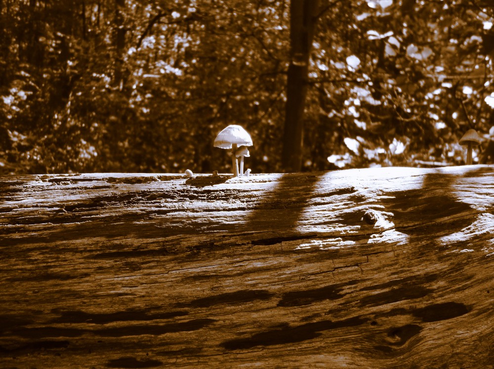 Ein Pilzlein steht im Walde...