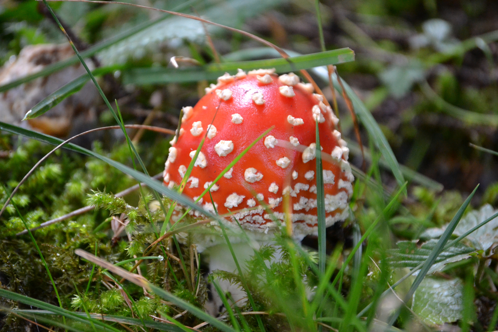 Ein Pilzlein steht im Walde