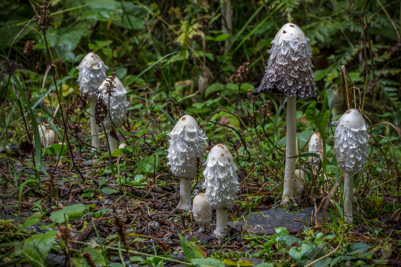 Ein Pilzlein steht im Walde