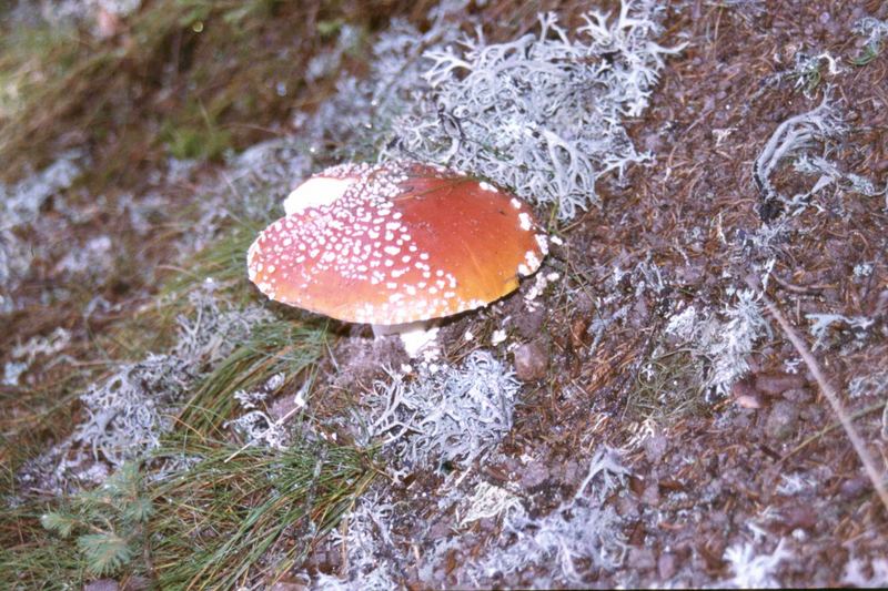 Ein Pilzlein steht im Walde ..............