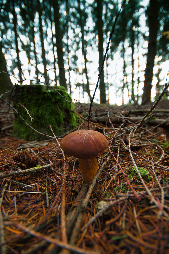 ein Pilzlein steht im Walde ganz still und stumm