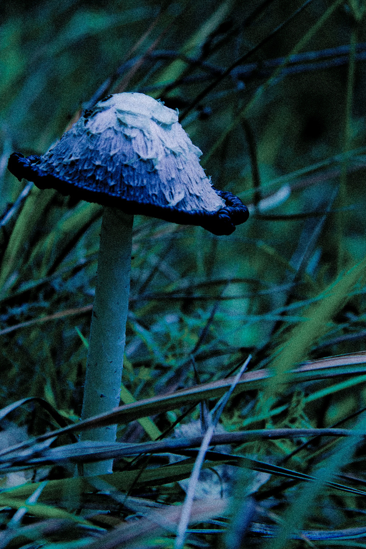 Ein Pilzlein steht im Walde, ganz still und stumm...