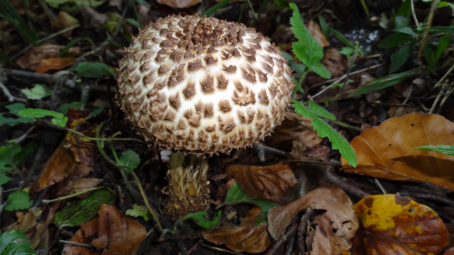 Ein Pilzli steht im Walde...