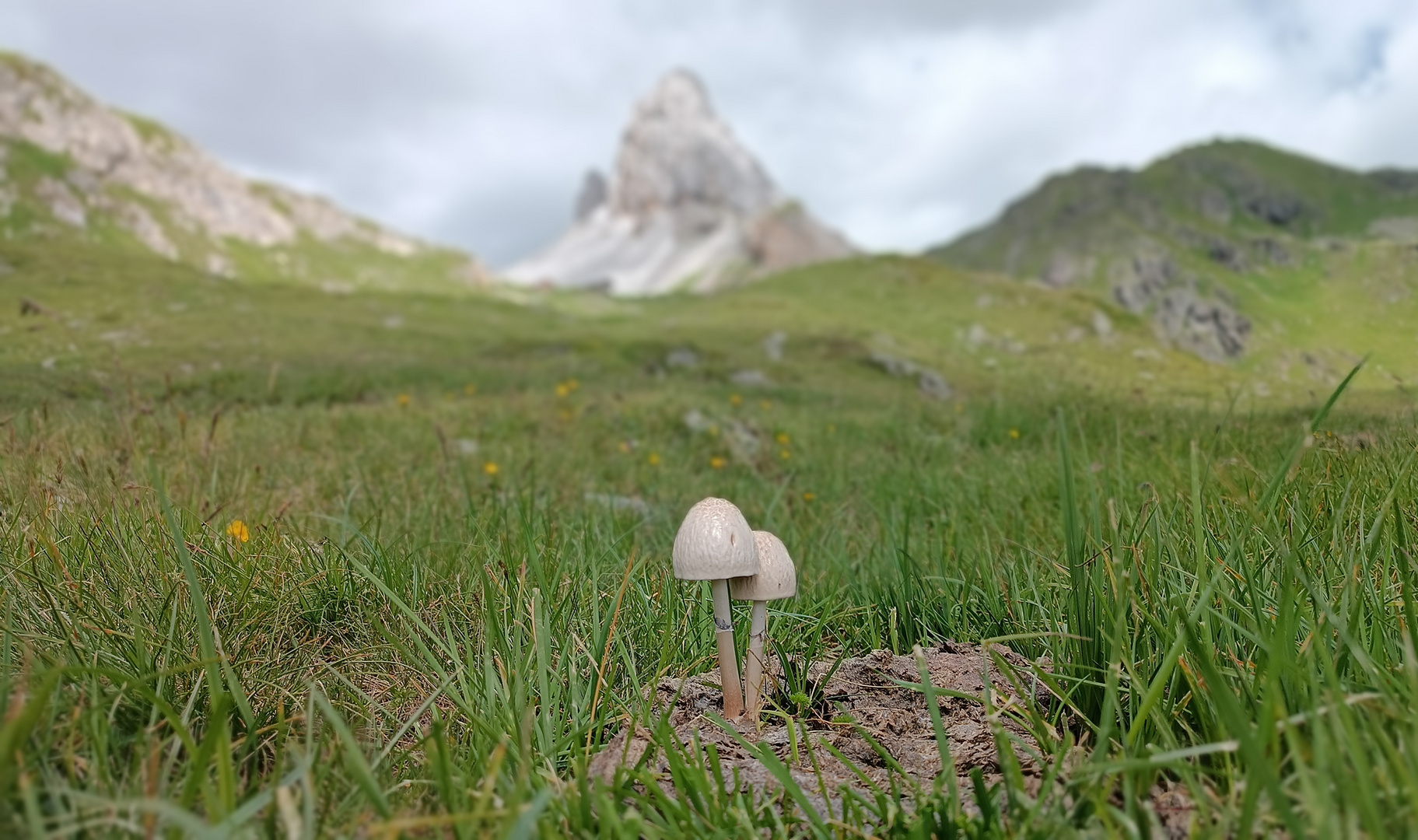 Ein Pilzpärchen im Kuhfladen...