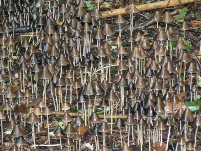 Ein Pilzwald im Essener Wald