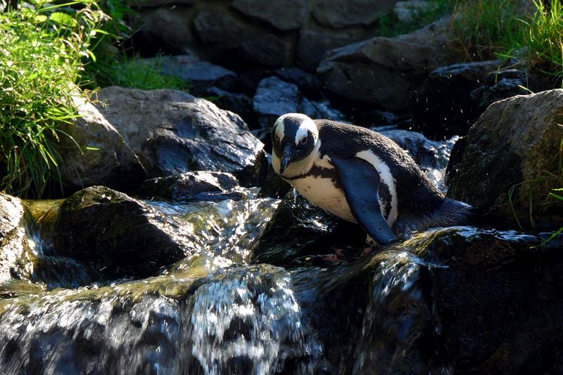 Ein Pinguin