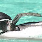 Ein Pinguin ...