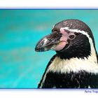 Ein Pinguin auf der Sababurg