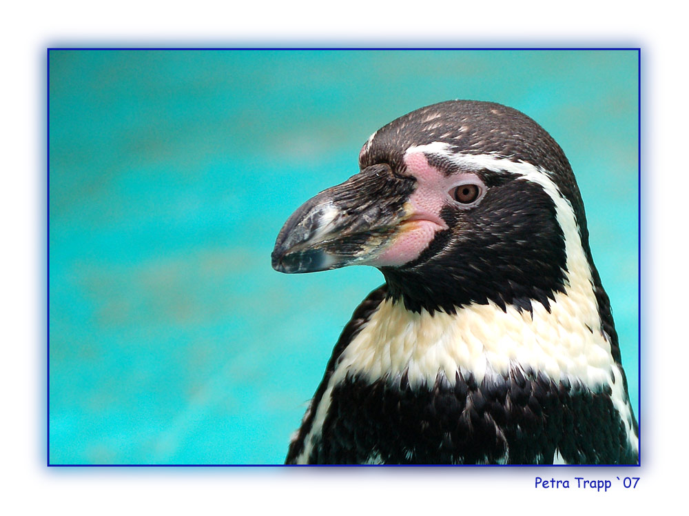 Ein Pinguin auf der Sababurg