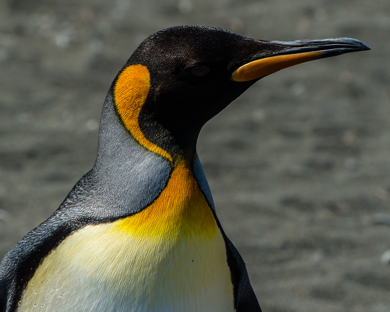 Ein Pinguin. II Foto & Bild | tiere, wildlife, wild lebende vögel ...