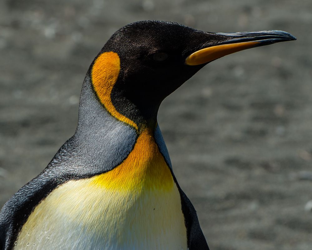 Ein Pinguin. II Foto & Bild | tiere, wildlife, wild lebende vögel