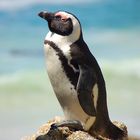 Ein Pinguin nimmt ein Sonnenbad