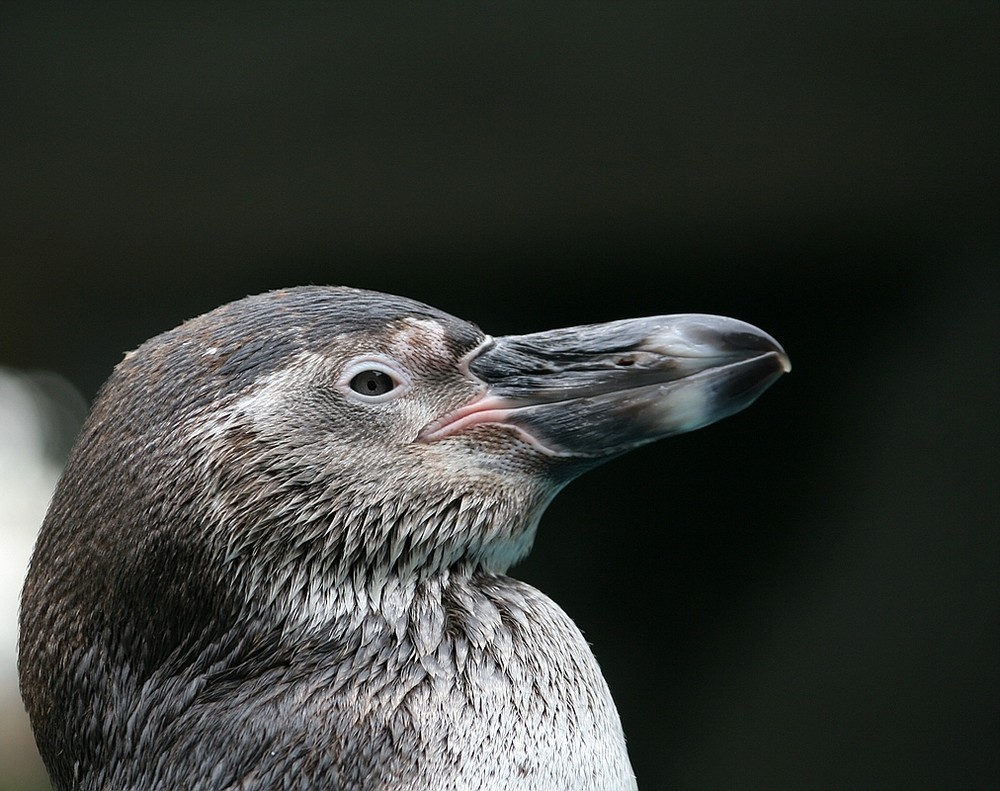 Ein Pinguinportrait