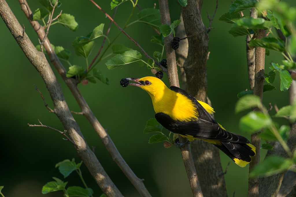 Ein Pirol im Maulbeerbaum