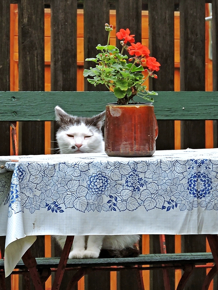 Ein Plätzchen am Tisch 