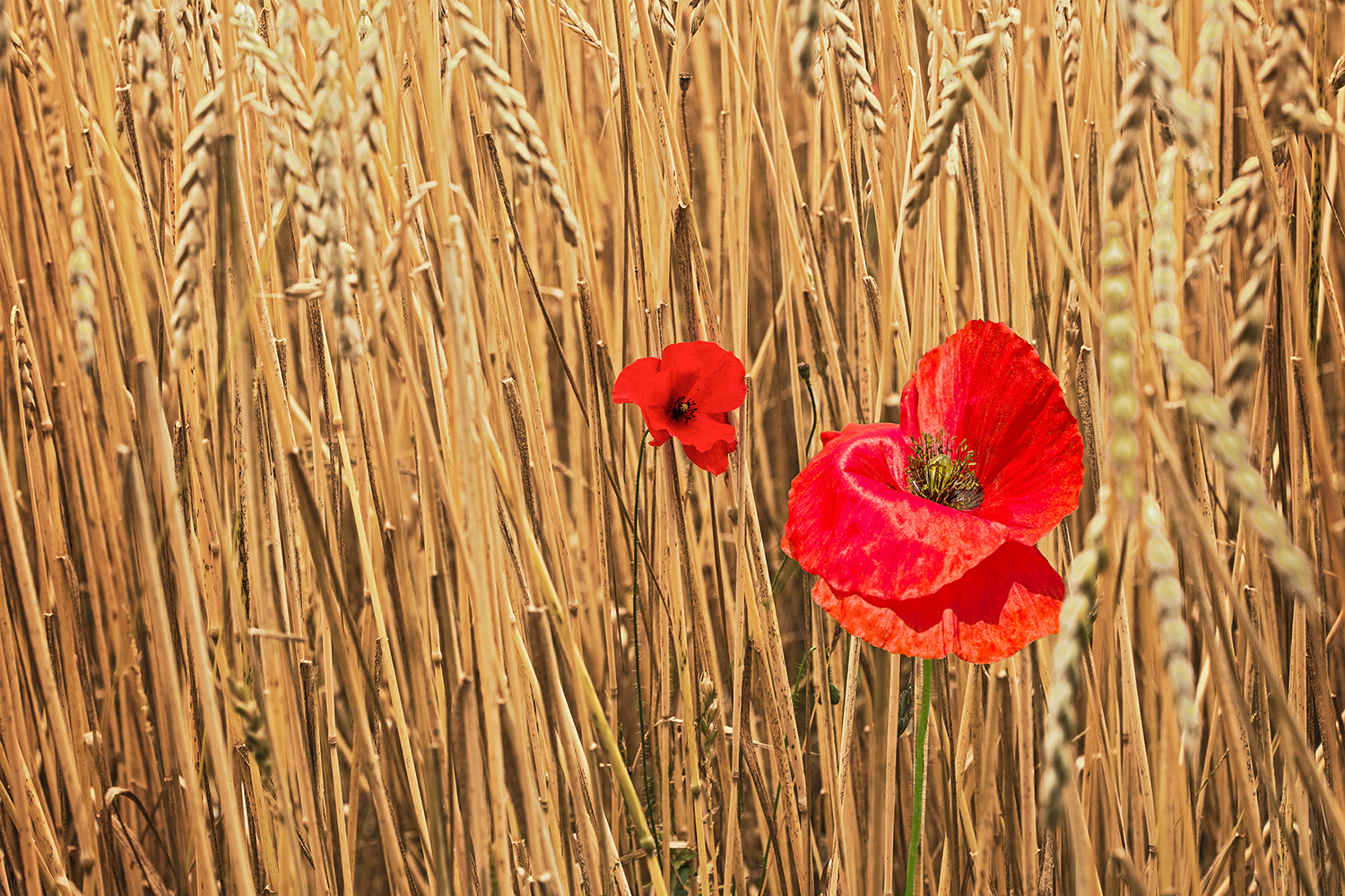 Ein Plätzchen im Kornfeld Foto &amp; Bild | spezial, natur, mohn Bilder auf ...