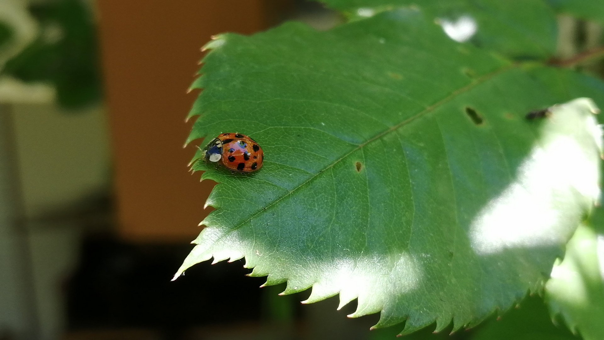 ein Plätzchen im Schatten