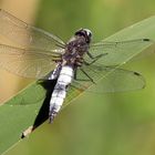 Ein Plattbauch beim Sonnenbad